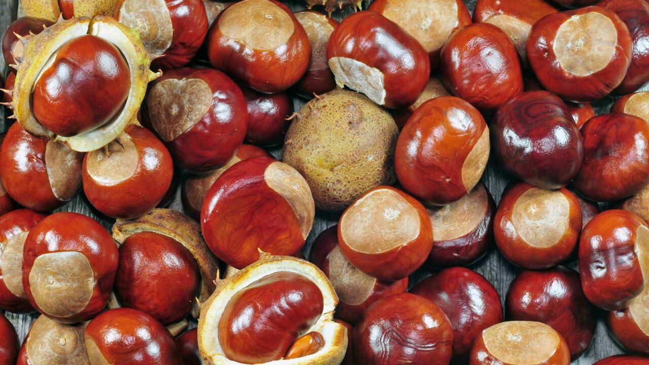 conkers-potholes-and-pigeons-petrolprices